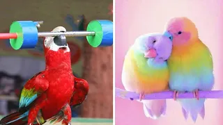 Smart And Funny Parrots Parrot Talking Videos Compilation (2023) - Cute Birds #33
