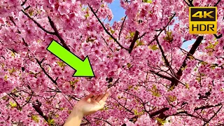 10 Best Cherry Blossom Sakura Spots in Japan - Tokyo, Yamanashi! [4K] (CC)