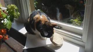 NAUGHTY CAT EATING A BREAD ROLL!!