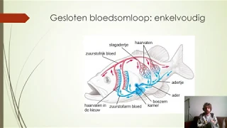 Herhaling 10.1: De bloedsomloop