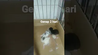 anak kucing umur 2 hari