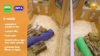 Title: Making our pets at home -- Small Animal