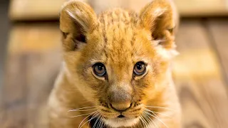 Male lion cub born at Fort Worth Zoo