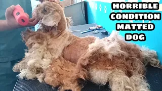 Matted Dog at Horrible Condition | Grooming full Shavedown