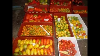 Зимнее хранение томатов. Проверяю свои запасы свежих томатов и перцев в подвале.