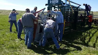 Branding calves using a calf table