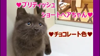 ☆希少なチョコレートカラーのかわいいブリちゃん☆ブリティッシュショートヘアちゃんの猫動画♡マンチカン・ミヌエット専門ブリーダー『ペット蔵人』