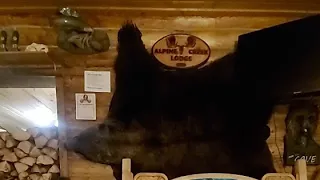 LIVESTREAM from The Denali Highway Alpine Creek Lodge ALASKA