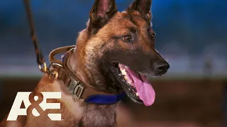 K9 German Shepherds Bowie & Pele Compete for the Win | America's Top Dog (Season 1) | A&E