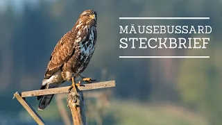 Mäusebussard - Steckbrief [Aussehen, Ruf, Verbreitung und mehr]