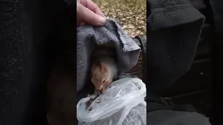 Белка не оценила полотенце / The squirrel didn't appreciate the towel