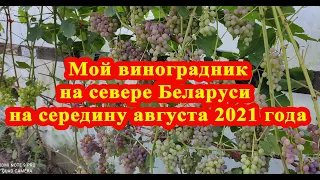 Мой виноградник на севере Беларуси на середину августа / My vineyard in the north of Belarus August