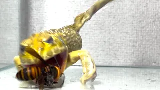 Give the giant hornet / Pacman frog , African bullfrog【LIVE FEEDING】
