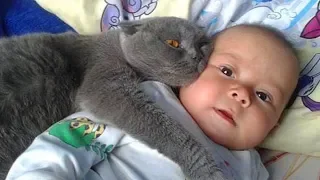 Gatos Protegiendo Bebés.!! Los Gatos Aman a los Bebés 😺👶