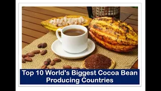 Top 10 World's Biggest Cocoa Bean Producing Countries #cocoa #factcheck #chocolate #milodrink