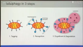 Bernardini J (2018): 1 Hour Parkin: Mitophagy at the Crossroads of Cell Death