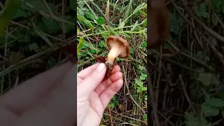 Собираю грибы Свинушки)))
