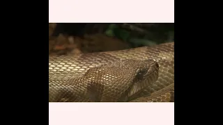 Snake bite Cobra vs Puff adder #shorts #snake #cobra #viral