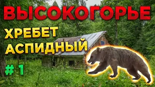 ВЫСОКОГОРЬЕ. Кавказская тайга 🌲 #1. Хребет Аспидный, цирк горы Грустной, встреча с медведем!