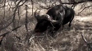 Cape Buffalo Full Charge!!!  South Africa