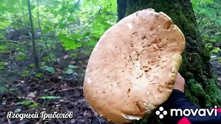 ❗Грибы гиганты 🍄 В походе за белыми и лисичками❗ 11.08.2023 г. Курская область❗