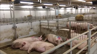 Modern Danish Pig farm - Søren Andersen