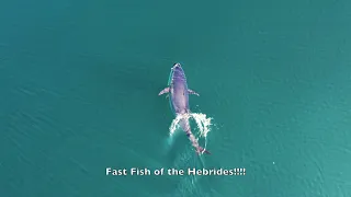 Bluefin Tuna in the Hebrides - Drone & Underwater