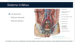 Anatomía quirúrgica del retroperitoneo