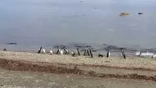 Penguins and Glaciers!! Our Adventures in Patagonia!!!