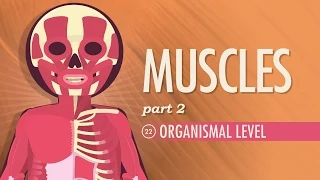 Muscles, Part 2 - Organismal Level: Crash Course Anatomy & Physiology #22