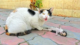 A crying mother cat brought her dying kitten to a man. Just unbelieveble!