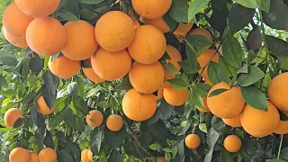 Лимоны, мандарины, 🍊 и другие сорта. Урожай 04.12.2023г. Описание сортов по просьбе подписчиков.