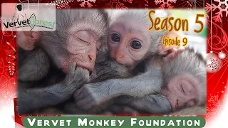 Baby orphan monkey 10 arrives at the sanctuary, bushbabies move home, orphans meet Skunkey troop