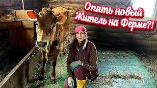 Огромное Разнообразие Животных на Ферме - море хлопот, забот и внимания! | Молодая Ферма