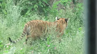 Tiger Nuggets playing at the Cleveland Zoo.  June 2021.