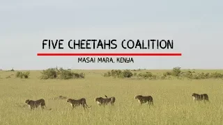 Five Cheetahs of Masai Mara