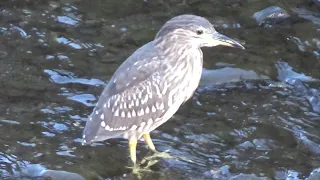 Black-crowned Night Heron ( Nycticorax nycticorax ) Immature in December 2023