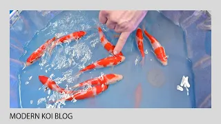 Modern Koi Blog #5021 - So finden Sie den besseren Tosai Kohaku