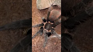 Brachypelma vagans - папин любимец