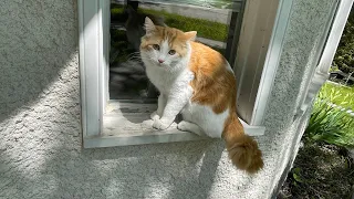 Crazy cute cat’s daily routine, outside