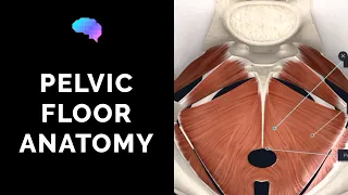 Pelvic Floor Anatomy (3D Anatomy Tutorial)