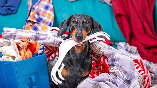 Have Nothing to Wear! Cute & funny dachshund dog video!