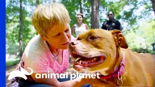 Abandoned Dog Falls in Love With Potential Adopters | Pit Bulls & Parolees