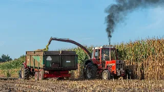 Vintage corn harvest with a International 745XL | Mais hakselen | Melkveebedrijf Krol