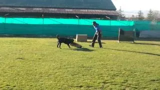 Cane Corso - schutzhund distance (angle 1/3)
