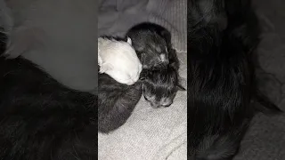 3 Newborn Kittens Cuddling