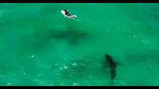 Great White Shark's Close Encounter with a Surfer: A Shark Hunts for Sting Rays