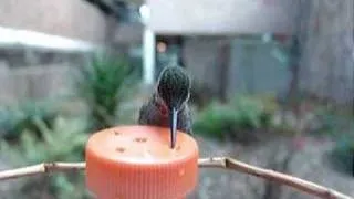 Calypte anna, Anna's humming bird, female