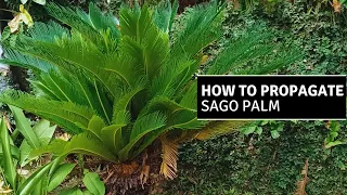 How to Grow Sago Palm from Seed | Palm Tree #plantito