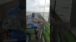 Mighty Man Mr. Carlos Walker and his catch of the day on Goose Island state park pier